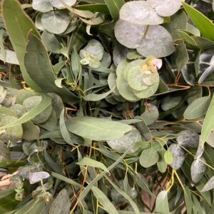 GRÖNT POPPEL MIX I BUNT