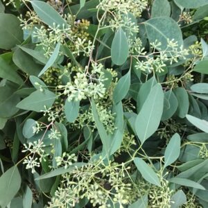 GRÖNT POPPEL M BÄR 400GR