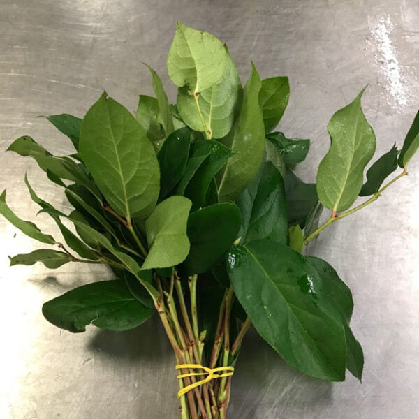 GRÖNT SALAL BABY