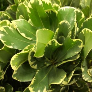 GRÖNT PITTOSPORUM BROKBLADIG