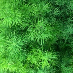 GRÖNT RECTUS FRACTUS UMBELATUS