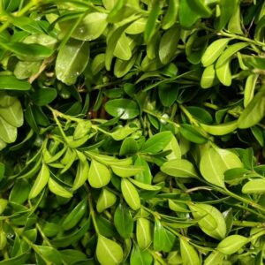 GRÖNT BUXBOM SMÅBLAD 10KG