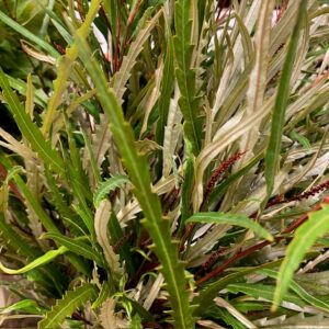 GRÖNT GREVILLEA NATURELL 400G