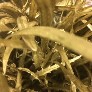 GRÖNT GREVILLEA GULD