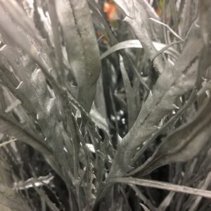 GRÖNT GREVILLEA SILVER