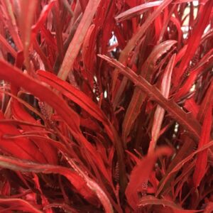 GRÖNT GREVILLEA RÖD 400GR