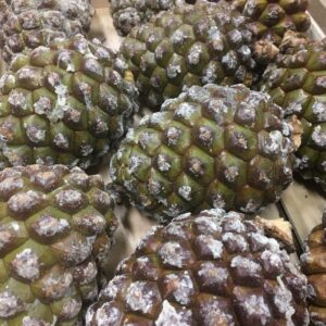 KOTTE PINJE XL ITALIEN