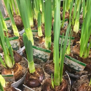 NARCISSUS TAZETT KRUKA x14