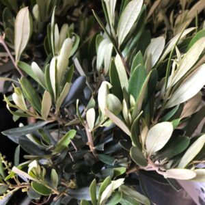 OLEA OLIVTRÄD BUSK K:14CM H:30-45CM