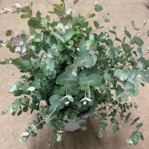EUCALYPTHUS GUNNI BUSK K:22CM H:50CM