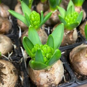 HYACINT VIT FRILLESÅS STANDARD x32