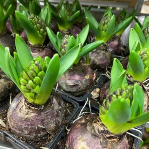 HYACINT BLÅ FRILLESÅS STANDARD x32