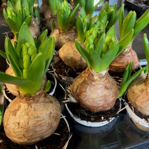 HYACINT VIT FRILLESÅS BILLIG x18