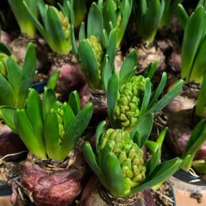 HYACINT 3-LÖKS ROSA FRILLESÅS x12