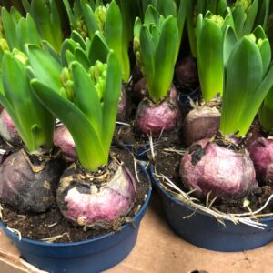 HYACINT 3-LÖKS BLÅ FRILLESÅS x12