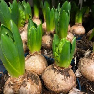 HYACINT 3-LÖKS VIT FRILLESÅS x12