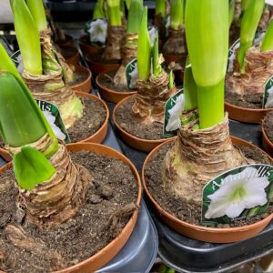 AMARYLLIS VIT STANDARD x10