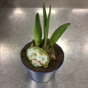 AMARYLLIS LG 2-KN VIT x8