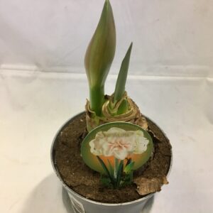 AMARYLLIS NYMPH K:14CM x8