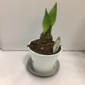 AMARYLLIS ALFRESCO VIT K:11CM x12