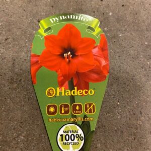 AMARYLLIS MINI DYNAMITE x12