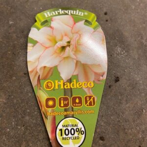 AMARYLLIS MINI HARLEQUIN x12