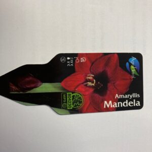 AMARYLLIS MANDELA MÖRKRÖD K:13CM x8