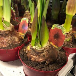 AMARYLLIS LG 2-KN MÖRKRÖD x8