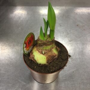 AMARYLLIS LG 2-KN RÖD x8