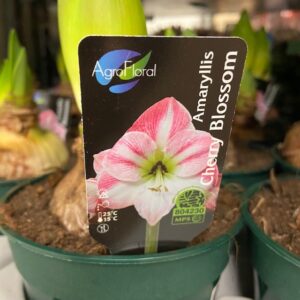 AMARYLLIS CHERRY BLOSSOM K:13CM x8