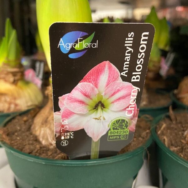 AMARYLLIS CHERRY BLOSSOM K:13CM x8