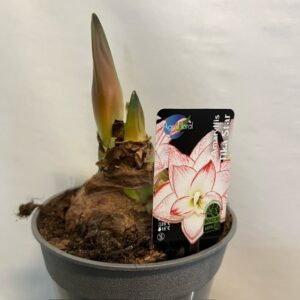 AMARYLLIS TIKA STAR VIT-RÖD K:13CM x8