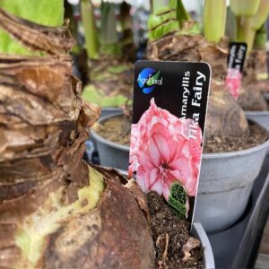 AMARYLLIS TIKA FAIRY K:13CM x8