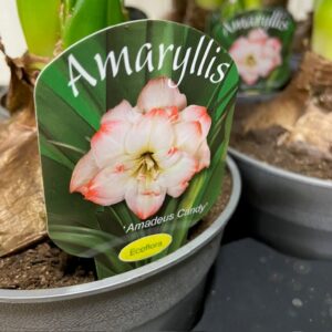 AMARYLLIS AMADEUS CANDY K:13CM x8