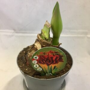 AMARYLLIS CHERRY NYMPH K:14CM x8