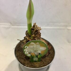 AMARYLLIS ARCTIC NYMPH JUMBO x8