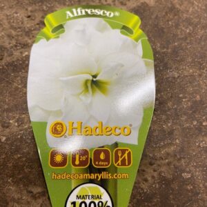 AMARYLLIS ALFRESCO K:11CM x12