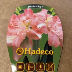 AMARYLLIS ROZETTA ROSA x8