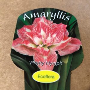 AMARYLLIS PRETTY NYMPH K:14CM x8
