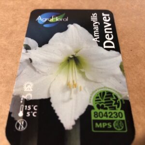 AMARYLLIS DENVER K:13CM SILVER x8