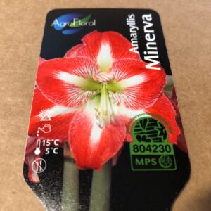 AMARYLLIS MINERVA/AMBIANCE RÖD-VIT K:13CM x8