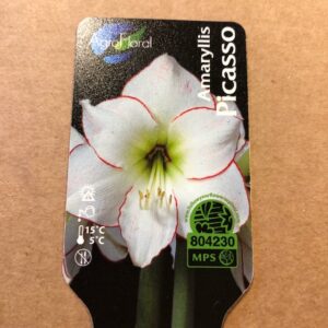 AMARYLLIS PICASSO SILVER K:13CM x8