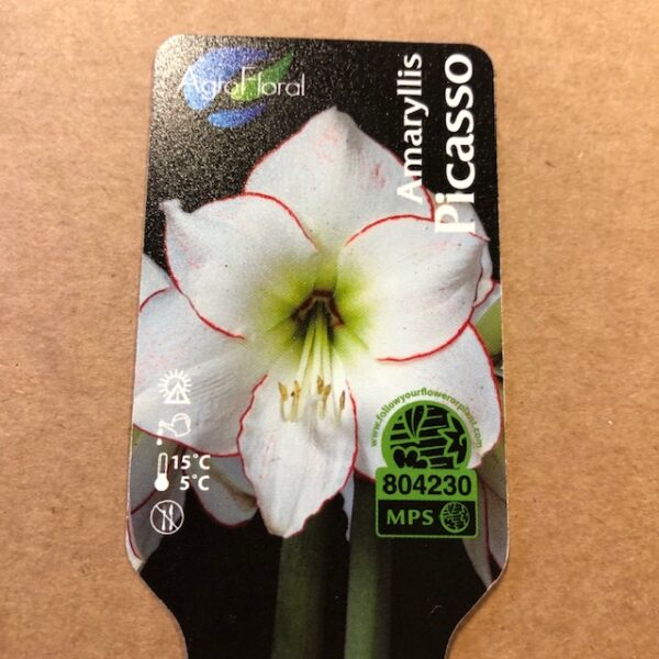 AMARYLLIS PICASSO SILVER K:13CM x8