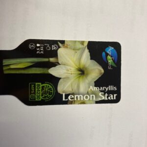 AMARYLLIS LEMON STAR x8