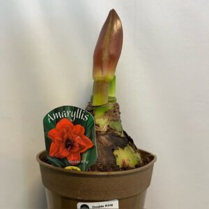 AMARYLLIS DOUBLE KING RÖD K:14CM x8