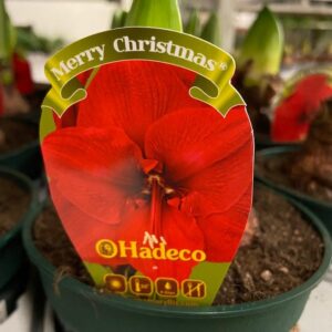 AMARYLLIS MERRY X-MAS K:13CM x8