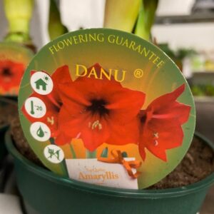 AMARYLLIS DANU RÖD K:13CM x8