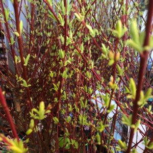 SALIX HAKURO NISHIKI STAM K:23CM