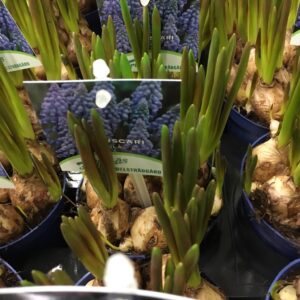 PÄRLHYACINT KRUKA BLÅ FRILLESÅS x18