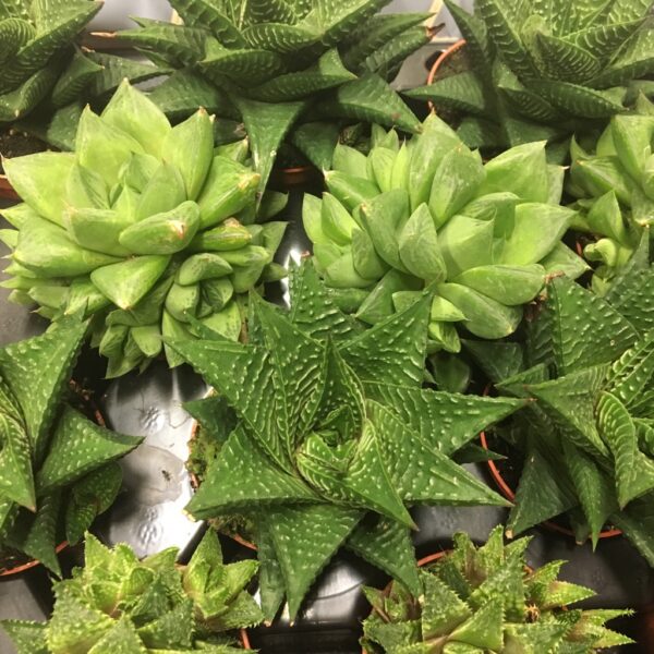 HAWORTHIA MINI MIX x12